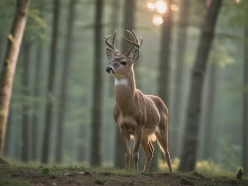 european deer,male deer,white-tailed deer,pere davids male deer,roe deer,young-deer,young deer,spotted deer,deer in tears,fallow deer,deer,whitetail,deers,forest animal,dotted deer,pere davids deer,whitetail buck,fallow deer group,deer-with-fawn,red deer,Photography,General,Realistic