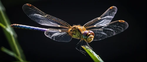 spring dragonfly,syrphid fly,flower fly,dragon-fly,dragonfly,field wasp,fly orchid,hover fly,flying insect,hornet hover fly,robber flies,winged insect,butterfly orchid,hawker dragonflies,membrane-winged insect,trithemis annulata,cicada,hoverfly,aix galericulata,dragonflies,Photography,General,Natural