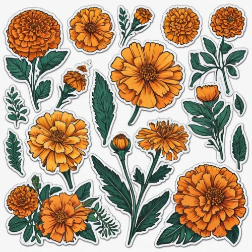 orange floral paper,marigolds,english marigold,garden marigold,calendula,orange marigold,calendula officinalis,flower marigolds,calenduleae,tagetes,the garden marigold,calendula petals,crown marigold,orange flowers,roses pattern,marigold,flowers pattern,zinnias,tagetes patula,orange roses,Unique,Design,Sticker