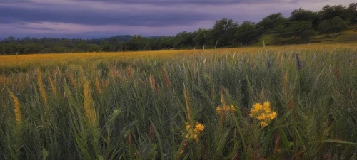 yellow grass,meadow landscape,wheat ears,barley field,mountain meadow,wheat grasses,salt meadow landscape,yellow nutsedge,mountain meadow hay,wheat field,wild meadow,wheat fields,meadow,wheat crops,grasslands,small meadow,summer meadow,grassland,alpine meadow,bucovina,Illustration,Paper based,Paper Based 03