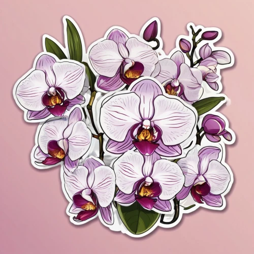 flowers png,moth orchid,mixed orchid,phalaenopsis,lilac orchid,orchids,orchid,dendrobium,phalaenopsis equestris,floral mockup,phalaenopsis sanderiana,orchid flower,floral digital background,flower illustration,christmas orchid,floral background,wild orchid,white orchid,heath orchid,floral ornament,Unique,Design,Sticker