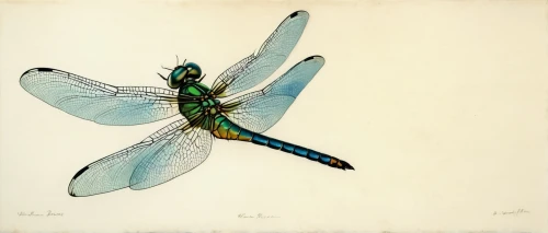 banded demoiselle,gonepteryx cleopatra,edward lear,dragonflies and damseflies,hawker dragonflies,spring dragonfly,damselfly,gonepteryx rhamni,membrane-winged insect,lithograph,dragonfly,trithemis annulata,net-winged insects,dragonflies,coenagrion,chloris chloris,blue-winged wasteland insect,green-tailed emerald,illustration,dragon-fly,Illustration,Paper based,Paper Based 23