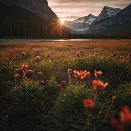 canadian rockies,glacier national park,mount robson,banff alberta,alberta,jasper national park,banff national park,bow lake,mountain sunrise,icefields parkway,swiftcurrent lake,lake louise,maligne lake,banff,alpine sunset,flower in sunset,bow valley,british columbia,alpine meadow,landscapes beautiful,Photography,General,Cinematic