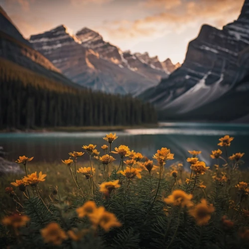 lake moraine,canadian rockies,banff alberta,bow lake,banff national park,moraine lake,alberta,banff,mount robson,jasper national park,lake louise,swiftcurrent lake,icefields parkway,lake minnewanka,bow valley,maligne lake,emerald lake,bow river,peyto lake,glacier national park,Photography,General,Cinematic