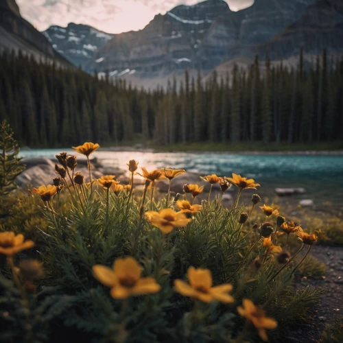 moraine lake,lake moraine,canadian rockies,banff alberta,banff national park,jasper national park,alberta,swiftcurrent lake,glacier national park,lake louise,banff,emerald lake,bow valley,icefields parkway,bow lake,mount robson,peyto lake,maligne lake,british columbia,wildflowers,Photography,General,Cinematic