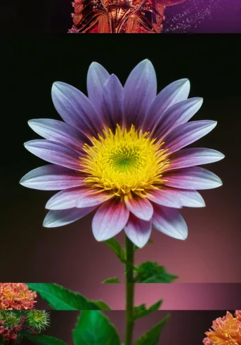 purple chrysanthemum,chrysanthemum background,violet chrysanthemum,celestial chrysanthemum,korean chrysanthemum,pink chrysanthemum,siberian chrysanthemum,african daisy,autumn chrysanthemum,chrysanthemum exhibition,flower background,chrysanthemum,south african daisy,chrysanthemum cherry,gerbera,star dahlia,china aster,asteraceae,colorful daisy,dahlia dahlia