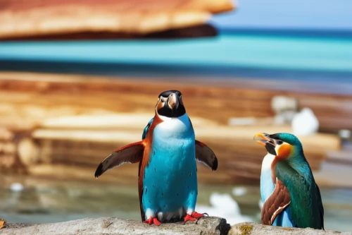 penguin couple,penguin parade,african penguins,penguins,sea birds,tropical birds,rockhopper penguin,whimsical animals,toucans,gentoo penguin,gentoo,seabirds,tropical animals,loro parque,miniature figures,colorful birds,boulders beach,king penguins,puffins,tilt shift,Photography,General,Realistic