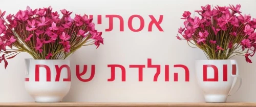 flowers png,magen david,pink flowers,pink floral background,flower banners,red flowers,flower background,hebrew,floral arrangement,adenium,flowers in basket,pesach,siddur,red border,flower arrangement lying,floral background,flower arrangement,party banner,dianthus,flower vases,Realistic,Flower,Cyclamen