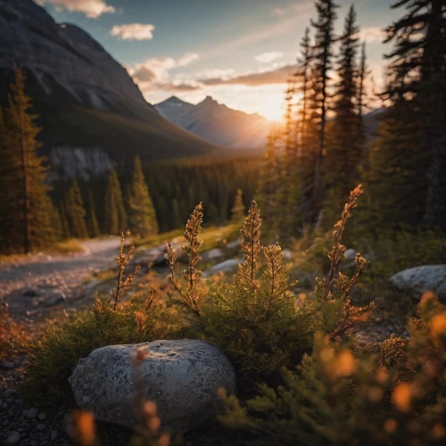 banff alberta,mountain sunrise,alberta,jasper national park,icefields parkway,canadian rockies,alpine sunset,banff national park,glacier national park,banff,bow valley,mount robson,icefield parkway,peyto lake,larch forests,british columbia,vermilion lakes,bow lake,canada,yukon territory,Photography,General,Cinematic