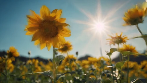 sunflower field,sun flowers,helianthus sunbelievable,sunflowers,helianthus,woodland sunflower,sun daisies,sunflower paper,sunflower lace background,sun flower,sunburst background,sunflower,sunflowers and locusts are together,helianthus occidentalis,perennials-sun flower,flowers sunflower,small sun flower,erdsonne flower,flowers field,sunflower seeds,Photography,General,Cinematic