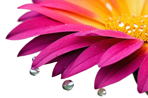 dew drops on flower,gerbera flower,flowers png,pink chrysanthemum,chrysanthemum background,gazania,african daisy,strawflower,gerbera,south african daisy,flower background,chrysanthemum stars,decorative flower,flower of dahlia,colorful daisy,flower illustrative,osteospermum,chrysanthemum cherry,gerbera daisies,two-tone flower,Illustration,Realistic Fantasy,Realistic Fantasy 32