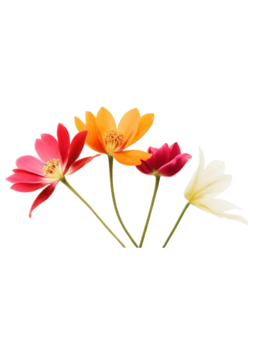 flowers png,minimalist flowers,flower background,flower illustrative,tulip background,floral digital background,wood daisy background,artificial flower,gazania,chrysanthemum background,cosmos flower,peruvian lily,chrysanthemum cherry,cosmos flowers,paper flower background,sand coreopsis,anemone japonica,tulipa,klatschmohn,artificial flowers,Photography,Fashion Photography,Fashion Photography 19