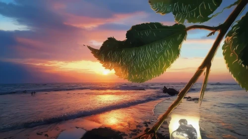 coconut tree,beach moonflower,flower in sunset,samoa,luau,coconut trees,tropical beach,tropical house,tropical sea,beach landscape,coconut palm tree,hawaii,sunrise beach,beach scenery,tropical island,tropical tree,coastal landscape,tahiti,sunset beach,bali,Illustration,Paper based,Paper Based 04