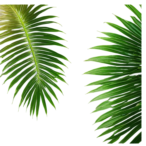 palm tree vector,palm leaves,palm fronds,palm leaf,cycad,tropical leaf pattern,two palms,fan palm,tropical and subtropical coniferous forests,fir fronds,tropical leaf,palm sunday,coconut leaf,wine palm,fern fronds,palmtree,norfolk island pine,palm branches,palm,palm pasture,Illustration,Vector,Vector 13