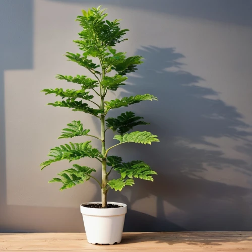 norfolk island pine,potted tree,fern plant,thuja,dwarf tree,japanese kuchenbaum,hornbeam,swedish mountain ash,indoor plant,columbian spruce,sapling,stevia rebaudiana,thunberg's fan maple,leucaena,sitka spruce,maple tree in pot,siberian ginseng,bonsai tree,growing mandarin tree,phyllanthus family,Photography,General,Realistic