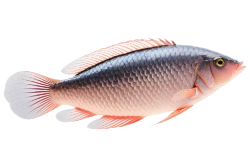 red seabream,discus cichlid,cichlid,ornamental fish,discus fish,blue stripe fish,tobaccofish,tilapia,red snapper,sea bream,common carp,pallet surgeonfish,napoleon fish,cabezon (fish),red fish,ramphastidae,trigger fish,triggerfish-clown,coral fish,hellenikos ichnilatis,Photography,Black and white photography,Black and White Photography 05