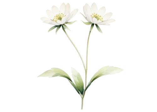 flowers png,ornithogalum umbellatum,snowdrop anemones,tulip white,ornithogalum,white lily,minimalist flowers,wood anemones,white cosmos,flower illustration,tuberose,stitchwort,avalanche lily,tulip background,wood anemone,guernsey lily,lilium candidum,anemone nemorosa,white anemones,white floral background,Illustration,Retro,Retro 24