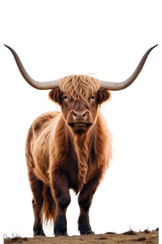 texas longhorn,highland cattle,scottish highland cattle,highland cow,watusi cow,longhorn,ox,bos taurus,scottish highland cow,horns cow,yak,gnu,bull,aurochs,mountain cow,taurus,oxen,horoscope taurus,tribal bull,alpine cow,Illustration,Retro,Retro 25