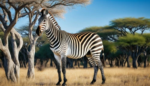 burchell's zebra,giraffidae,etosha,zebra crossing,diamond zebra,zebra,quagga,serengeti,botswana,zebra pattern,baby zebra,botswana bwp,zonkey,savanna,samburu,giraffe,namibia,zebra longwing,lamniformes,zebras,Illustration,Retro,Retro 24