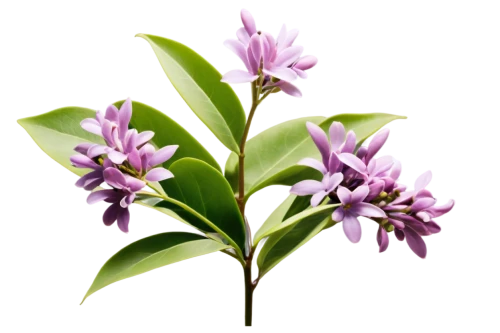 small-leaf lilac,flowers png,daphne flower,syringa,syringa vulgaris,india hyacinth,common lilac,alternanthera,bengal clockvine,allspice,weigela,cherry laurel,clove scented,aromatic plant,tasmannia,bay-leaf,tuberose,crape jasmine,lilacs,west indian jasmine,Illustration,Children,Children 04