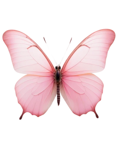 pink butterfly,butterfly vector,butterfly clip art,cupido (butterfly),hesperia (butterfly),butterfly isolated,limenitis,vanessa (butterfly),papillon,butterfly background,isolated butterfly,c butterfly,flutter,clove pink,butterfly moth,pink vector,french butterfly,butterfly,lepidopterist,janome butterfly,Photography,Fashion Photography,Fashion Photography 06