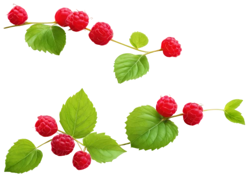 native raspberry,west indian raspberry,west indian raspberry ,raspberry leaf,lingonberry,red raspberries,wild berries,raspberries,rowanberries,rubus,quark raspberries,berries,red mulberry,wild strawberries,strawberry plant,berry fruit,thimbleberry,raspberry,strawberry tree,garden berry,Art,Classical Oil Painting,Classical Oil Painting 34