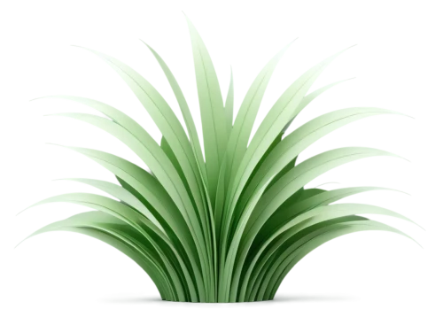 palm tree vector,palm leaf,sweet grass plant,citronella,palm leaves,saw palmetto,yucca palm,potted palm,yucca,fan palm,wine palm,palm sunday,sabal palmetto,tropical leaf,cycad,palm pasture,date palm,pine needle,palm fronds,easter palm,Unique,Paper Cuts,Paper Cuts 03