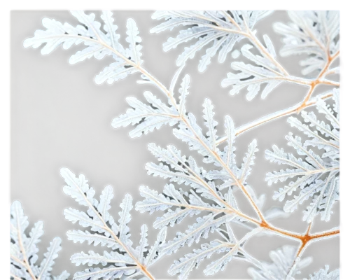 snowflake background,fir tree decorations,christmas snowflake banner,fir-tree branches,gold foil snowflake,christmas snowy background,fir branches,heracleum (plant),wreath vector,white snowflake,gold foil christmas,hoarfrost,ornamental shrub,frame ornaments,winter savory,tree white,birch tree background,blue spruce,christmas motif,winter background,Illustration,American Style,American Style 11