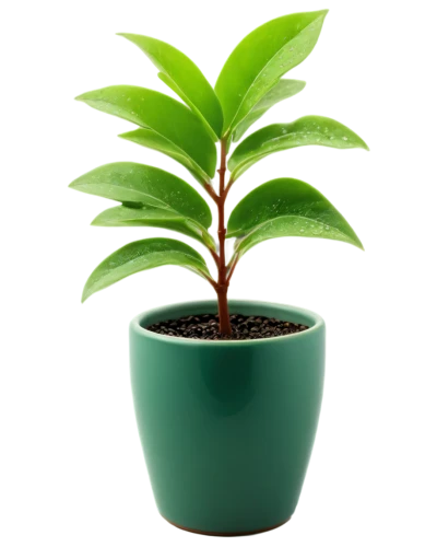 potted plant,potted palm,container plant,dark green plant,potted tree,money plant,rank plant,oil-related plant,pot plant,growth icon,green plant,plant pot,thick-leaf plant,houseplant,sapling,ornamental plants,plant,bellenplant,perennial plant,ornamental plant,Art,Artistic Painting,Artistic Painting 06