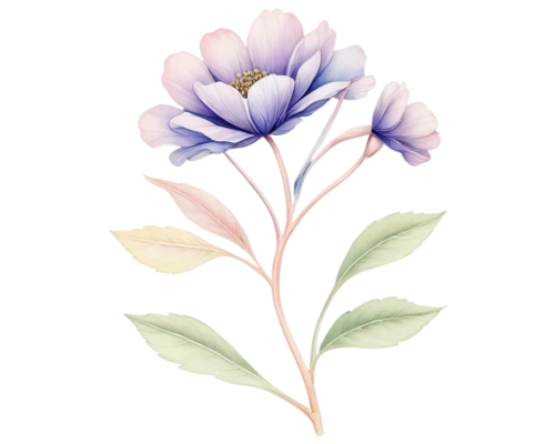 flowers png,lisianthus,watercolor floral background,flower illustration,violet tulip,tuberose,gentian,gentians,agapanthus,watercolour flower,watercolor flower,tulipan violet,floral digital background,anemone purple floral,flower illustrative,watercolor flowers,flower drawing,lavender flower,freesia,floral mockup,Illustration,Black and White,Black and White 01