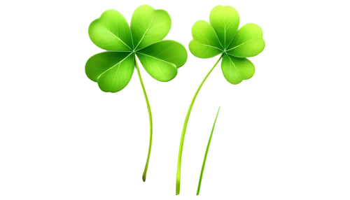 4-leaf clover,clovers,five-leaf clover,four-leaf clover,medium clover,4 leaf clover,three leaf clover,clover leaves,four leaf clover,long ahriger clover,patrol,shamrocks,shamrock balloon,redwood sorrel,a four leaf clover,shamrock,narrow clover,oxalis,flowers png,wood-sorrel,Illustration,Black and White,Black and White 35