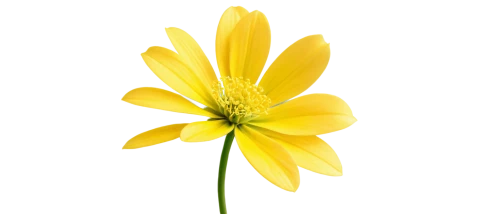 yellow anemone,yellow chrysanthemum,sand coreopsis,hieracium,flowers png,helianthus,arnica,chrysanthemum background,korean chrysanthemum,yellow flower,helianthus tuberosus,helianthus occidentalis,yellow petal,yellow gerbera,yellow petals,siberian chrysanthemum,sunflower lace background,anemone sylvestris,minimalist flowers,fennel flower,Illustration,Japanese style,Japanese Style 13