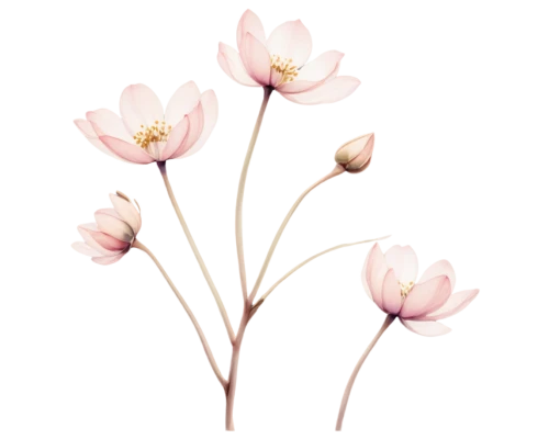 flowers png,tulip background,tulip magnolia,pink tulips,tulipa,tulip flowers,minimalist flowers,snowdrop anemones,pink tulip,tulips magnolia,tulip white,tulips,wild tulips,centaurium,crocus,pink magnolia,floral digital background,crocuses,crocus flowers,crocuss,Conceptual Art,Sci-Fi,Sci-Fi 17