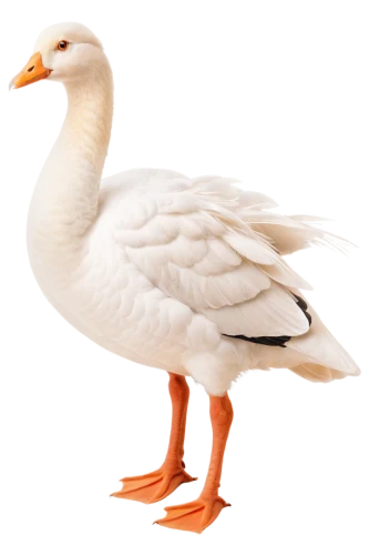gooseander,cayuga duck,brahminy duck,goose,a pair of geese,snow goose,easter goose,ornamental duck,greylag goose,female duck,nile goose,galliformes,duck,cygnet,anatidae,young goose,st martin's day goose,duck bird,water fowl,tula fighting goose,Illustration,American Style,American Style 15