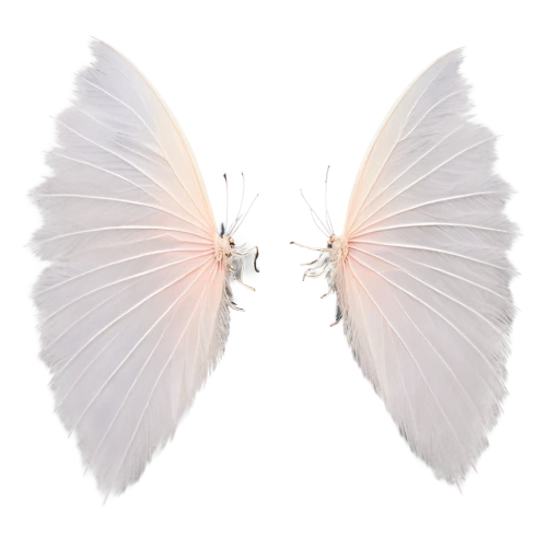 butterfly vector,butterfly white,butterfly clip art,white butterflies,white butterfly,cupido (butterfly),papillon,angel wings,coenonympha tullia,limenitis,coenonympha,celastrina,butterfly background,winged heart,hesperia (butterfly),glass wings,wings,callophrys,angel wing,janome butterfly,Photography,Black and white photography,Black and White Photography 02