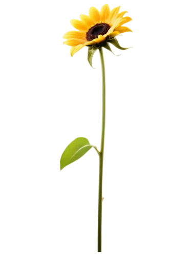 small sun flower,helianthus occidentalis,rudbeckia,helianthus,rudbeckia nidita,flowers png,woodland sunflower,helianthus annuus,yellow gerbera,stored sunflower,rudbeckia fulgida,rudbeckia nitida,sunflower,helianthus tuberosus,single flower,helianthus sunbelievable,black-eyed susan,sunflower lace background,minimalist flowers,student flower,Art,Artistic Painting,Artistic Painting 23