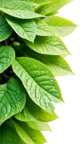 stevia,stevia rebaudiana,self heal,lemon beebalm,tobacco leaves,mint leaf,mentha,nettle leaves,loose tea leaves,tea plant,curry leaves,aromatic herbs,gum leaves,bay-leaf,thick-leaf plant,motherwort,mexican mint,spearmint,allspice,naturopathy,Conceptual Art,Daily,Daily 05