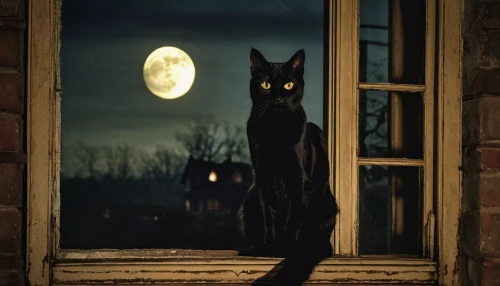 night watch,halloween cat,halloween black cat,oriental shorthair,black cat,cat silhouettes,moonlit night,cat frame,jiji the cat,the cat,cat,night administrator,luna,cat image,home security,moonlit,house silhouette,full moon,vintage cat,hanging moon,Photography,General,Realistic