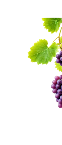 grape seed extract,grapes icon,purple grapes,grape seed oil,wine grape,grapes,grape hyancinths,grapevines,wine grapes,grape vine,fresh grapes,table grapes,vitis,grape,bright grape,vineyard grapes,wood and grapes,blue grapes,to the grape,grape vines,Photography,General,Commercial