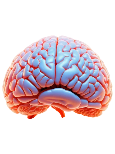 brain icon,cerebrum,human brain,brain structure,brain,isolated product image,cognitive psychology,neurath,magnetic resonance imaging,acetylcholine,brainy,neurology,bicycle helmet,neural network,mindmap,self hypnosis,hippocampus,neural,human internal organ,neurotransmitter,Illustration,Retro,Retro 16