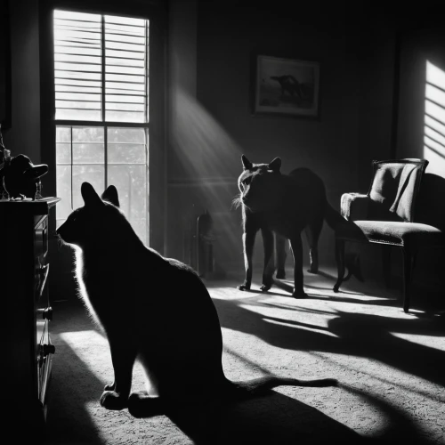 cat silhouettes,mouse silhouette,in the shadows,film noir,animal silhouettes,vintage cats,the cat,shadow,cat watching television,vintage cat,shadow camel,back shadow,in a shadow,light and shadow,sunbeam,shadows,long shadow,black cat,animal photography,silhouetted,Photography,Black and white photography,Black and White Photography 08