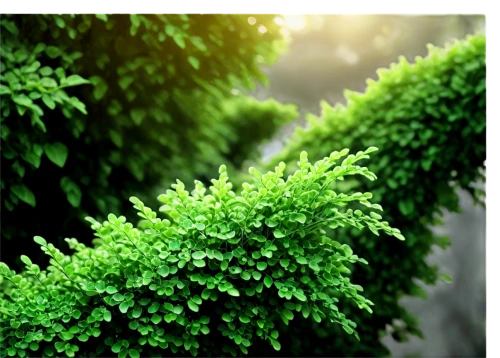 aaa,intensely green hornbeam wallpaper,green wallpaper,aa,patrol,green plants,green border,fir green,chlorophyll,wall,green background,green plant,thuja,green leaves,parsley leaves,fern plant,green foliage,leaf fern,green forest,greenery,Art,Artistic Painting,Artistic Painting 24