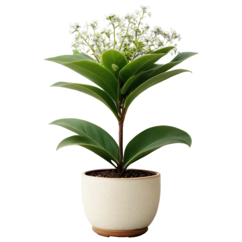 androsace rattling pot,potted plant,potted palm,cape jasmine,container plant,cherry laurel,crape jasmine,potted tree,money plant,pot plant,ornamental plant,plant pot,ixora,brazilian jasmine,houseplant,indoor plant,flowerpot,rank plant,ikebana,indian jasmine,Conceptual Art,Daily,Daily 14