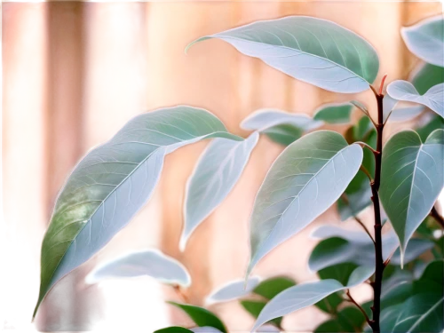 peace lily,peace lilies,mandarin leaves,climbing plant,bicolor leaves,gum leaves,indoor plant,houseplant,thick-leaf plant,ornamental plant,splendens,cape jasmine,green foliage,brazilian jasmine,tropical leaf pattern,curry leaves,climber plant,pepper plant,ficus,green plant,Illustration,Realistic Fantasy,Realistic Fantasy 43