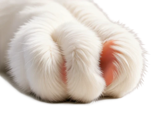 cat's paw,dog cat paw,paw,paws,dog paw,pawprints,pawprint,paw print,paw prints,bear paw,american curl,cats angora,fluffy tail,angora,polydactyl cat,toes,cat tail,turkish angora,tails,cat paw mist,Illustration,Realistic Fantasy,Realistic Fantasy 44