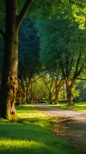 tree lined path,green forest,tree lined,tree lined lane,green landscape,forest path,tree-lined avenue,green trees,forest road,row of trees,background view nature,forest landscape,walk in a park,germany forest,tree grove,forest background,green space,forest glade,landscape background,pathway