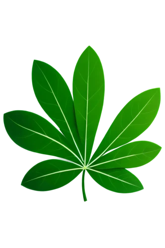 mape leaf,tropical leaf,lotus leaf,green leaf,jungle leaf,coconut leaf,tropical leaf pattern,four-leaf,fan leaf,custody leaf,walnut leaf,cassava,marie leaf,oleaceae,leaf background,palm leaf,fig leaf,magnolia leaf,broadleaf,moringa,Conceptual Art,Oil color,Oil Color 09