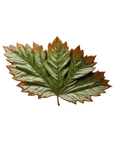 chestnut leaf,walnut leaf,maple foliage,maple leave,beech leaf,leaf background,custody leaf,leaf maple,brown leaf,red maple leaf,mammoth leaf,maple leaf,chestnut leaves,mape leaf,grape leaf,fan leaf,chestnut with leaf,foliage leaf,wild grape leaves,leaf vegetable,Illustration,Realistic Fantasy,Realistic Fantasy 08