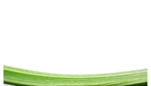 aloe vera,citronella,celery stalk,celery juice,celtuce,celery,romaine,leek,cucumber,pak-choi,chinese celery,scallion,leek soup,cleanup,celery tuber,aloe,endive,shrub celery,zucchini,celery plant,Conceptual Art,Oil color,Oil Color 09