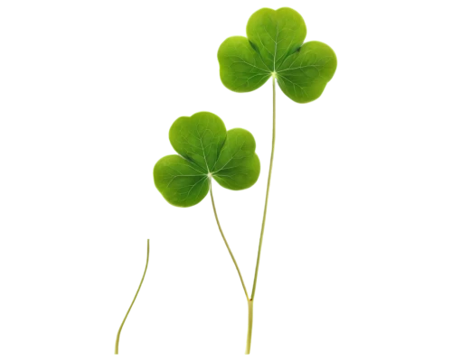 redwood sorrel,medium clover,clovers,shamrocks,long ahriger clover,4-leaf clover,shamrock balloon,4 leaf clover,five-leaf clover,centella,aaa,three leaf clover,four-leaf clover,patrol,clover leaves,narrow clover,pennywort,a four leaf clover,four leaf clover,wood-sorrel,Illustration,Retro,Retro 21